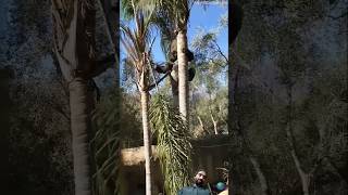 Nzingas Amazing Climb The CliGorilla Climbs Treeshorts shortvideo song kingmonkimonkey [upl. by Arihday]