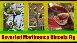 Fig Tasting Reverted Martinenca Rimada Fig [upl. by Anwahsak]