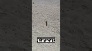 ये एक लिमोनिया है  This Is A Limonia ChhotiInsects shorts ytshorts [upl. by Earle155]