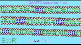 DNA FINGERPRINTING RESTRICTION ENZYMES [upl. by Annairb905]