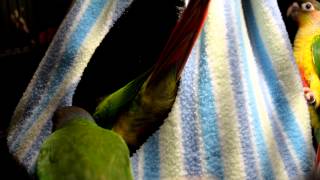 Oklahoma Green Cheeks Baby green cheek conures playing in the hut [upl. by Atnwahsal]