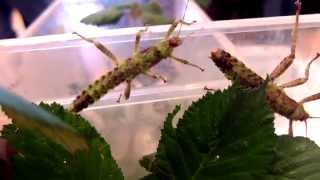 Eurycantha calcarata  Stick Insect  Dorngespenstschrecke [upl. by Bradshaw]