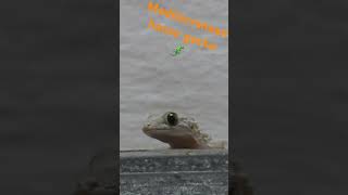 Mediterranean house gecko vs insect  Hémidactyle verruqueux nature wildlife croatia gecko [upl. by Einafpets]