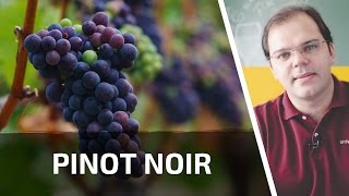 PINOT NOIR  UNIVINHOCOM  PARTE 51 DE 365 [upl. by Eelarat]