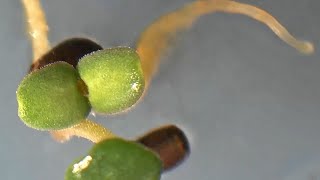 True Hyssop seed germination Timelapse [upl. by Althea325]