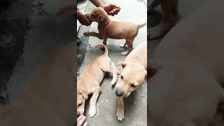 Street puppies came for meeting with my tommy now yhey are tommy new friends all 3 are cute [upl. by Humfrey]