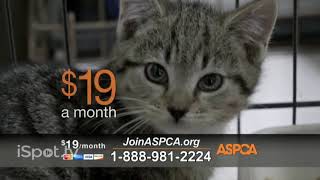 aspca commercial 2017 [upl. by Cicenia36]