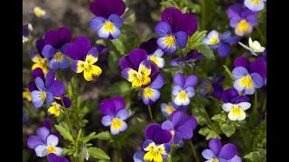 20 Best Shade Perennials  Perennial Flowers for Shade [upl. by Ylrac]