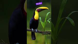 Toucans shortsyoutube birds [upl. by Sillad950]