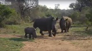 Black Rhino Charge  Ultimate Killers  Wildlife  BBC Studios [upl. by Kcirttap146]