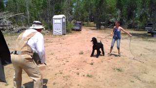 Slash the schutzhund poodle in protection phase Guard in the blind [upl. by Irpak]