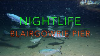 MARINE NIGHTLIFE Blairgowrie Pier Port Phillip Bay [upl. by Moberg379]