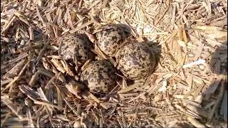 Red Wattlwd Lapwing Eggs in The Nest [upl. by Chamkis]