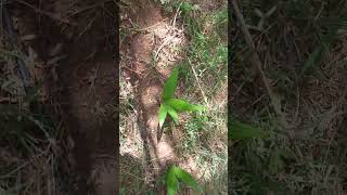 Arecanut Own Nursery horticulture hort cultivation agriculture agri agriculturelife [upl. by Annoel]