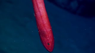 Facts The Velvet Whalefish [upl. by Yntrok]