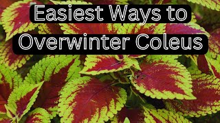 2 Easy Ways to Keep Your Coleus Going All Year 🌿 Overwintering Coleus Indoors [upl. by Eugenio334]