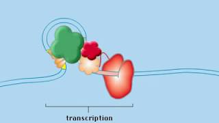 Operon Concept Animation [upl. by Hirsch]