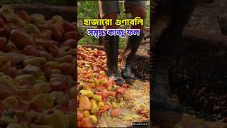 হাজারো গুণাবলি সম্মৃদ্ধ মজাদার এক ফল। cashew fruit 🍑 cashewnut কাজুবাদাম কাজু [upl. by Nicolais]