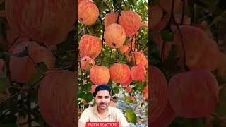 Apple Farming Video fruitcuttingskills fruit fruitcake cakedesign [upl. by Wolram]