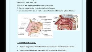 anatomy of the paranasal sinuses [upl. by Harriet163]