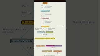 pentose phosphate pathway [upl. by Murdock935]