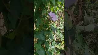 Thiruthali plant 🌱 Ipomoea sepiaria plant  The Great Time KK shorts [upl. by Rodolph126]