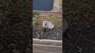 🤣🤣 En fin hurones ferret viralvideo arena ferretsplaying ferretsareawesome [upl. by Bum]