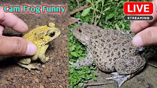 Boing boing catch frogs funny wep wep  funny frogs catching make you laugh [upl. by Erminie]