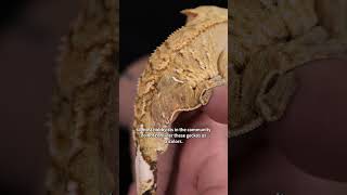 What makes a crested gecko a tricolor [upl. by Lowis820]