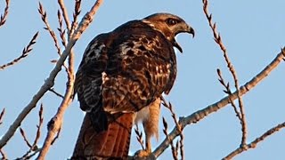 Red Tailed Hawk  Enjoying the sunset and calling [upl. by Weiser]