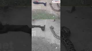 Giant Python Safely Rescued By Forest Team in Malayattoor Kerala [upl. by Edan]