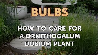 How to Care for a Ornithogalum Dubium Plant [upl. by Gagnon]