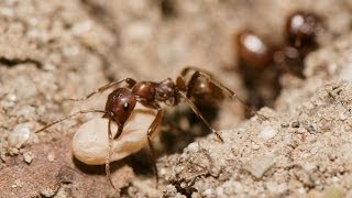 RAID DE FOURMIS ESCLAVAGISTES [upl. by Alemrac821]