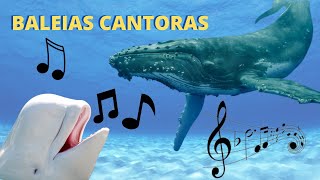 AS BALEIAS CANTORAS ELAS SÃO AS GRANDES INTÉRPRETES DOS OCEANOS MAS POR QUE ELAS CANTAM [upl. by Gamali451]