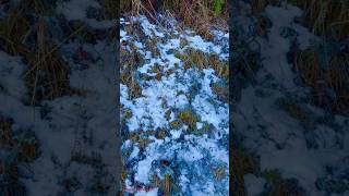 Nainital Mein Snowfall  Snowfall today  2024  nainital snowfall vlog mountains trending [upl. by Selbbep264]