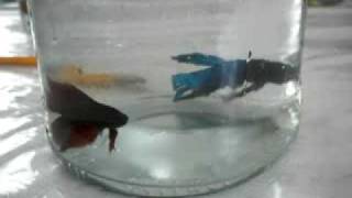 BETTA FISH FIGHT NO1 [upl. by Notnarb]