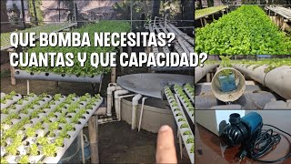 Como cultivar cilantro Hidroponico NFT [upl. by Asselam924]