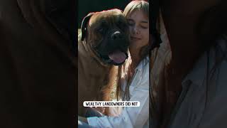 BULLMASTIFF THE DOG [upl. by Nuahsad316]