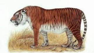 C is for Caspian Tiger [upl. by Judy]