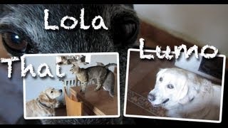 Residencia canina en mallorca  Thai Lumo Lola y Gatos [upl. by Eissel800]