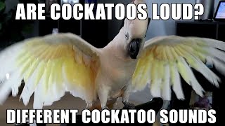 Are Cockatoos Loud The Different Sounds of Cockatoos [upl. by Garbers]