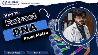 DNA Extraction from Plant Tissue Part 1  Laboratory Techniques  Molecular Biology [upl. by Myrvyn593]