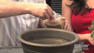 How to Cut Back and Repot Senetti for a Second Flush of Blooms [upl. by Ronnica504]