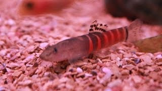 Species Profile  Sumo Loach Schistura cf balteata [upl. by Ronda]