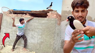 Aj Hum Ne Nayab Kbooter Pkra How to a Pigeon Hammad pet house [upl. by Celeski]