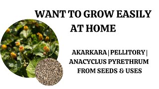 Want To Grow Easily At Home Akarakara  Pellitory  Anacyclus Pyrethrum From Seeds amp Uses [upl. by Orland658]