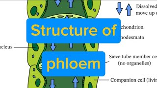 Structure of Phloem  Translocation  Transport in Plants  Plants  Biology [upl. by Derayne]