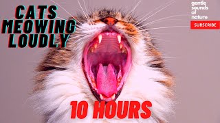 Cats Meowing Loudly 10 hours compilation [upl. by Atinele]