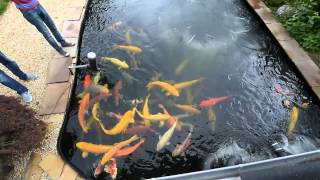 Modern Koi Blog 283  100000 Liter Karashi Teich [upl. by Brade]