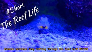 GOBY sifting sand in SLOW MOTION in the aquarium 💙👍 [upl. by D'Arcy]